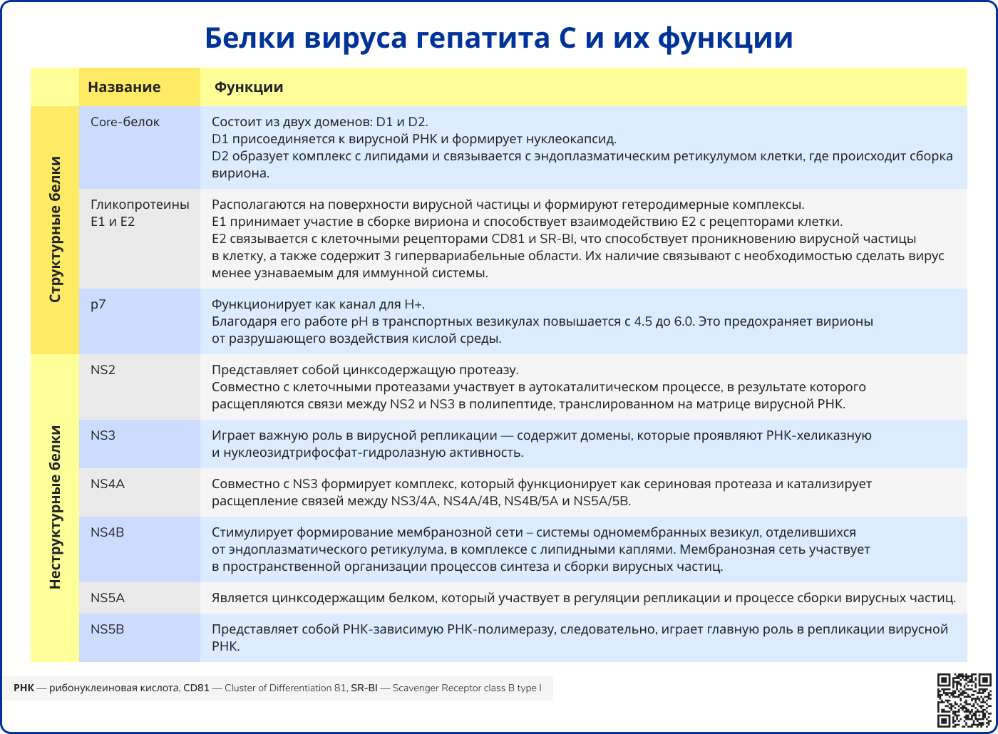 Белки вируса гепатита С и их функции